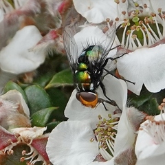 Amenia chrysame