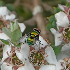 Amenia chrysame