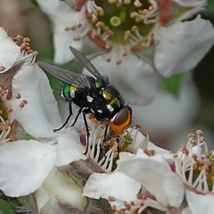 Amenia chrysame