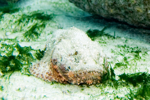 Spotted Scorpionfish