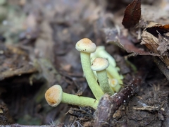 Hypholoma fasciculare
