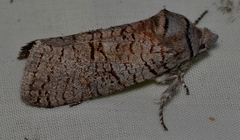 Culama suffusca