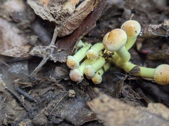 Hypholoma fasciculare