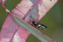 Callibracon capitator