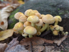 Hypholoma fasciculare
