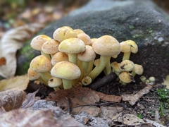 Hypholoma fasciculare