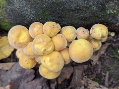 Hypholoma fasciculare