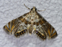 Petrophila heppneri