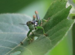 Duviardia vansomereni