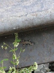 Sceloporus teapensis