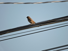Passer domesticus