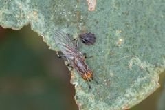 Tapeigaster nigricornis