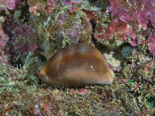 Lyncina sulcidentata observed 2020-10-24