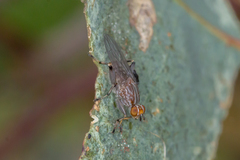 Tapeigaster nigricornis