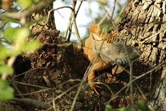 Iguana iguana
