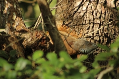 Iguana iguana