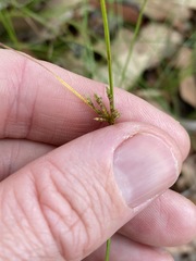 Cyperus gracilis