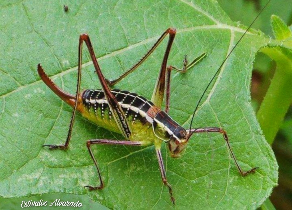 Mactruchus