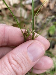 Cyperus gracilis