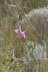 Dierama pendulum