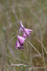 Dierama pendulum