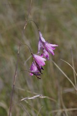 Dierama pendulum