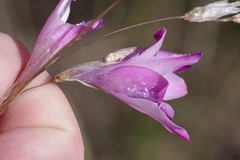 Dierama pendulum