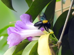 Xylocopa flavonigrescens
