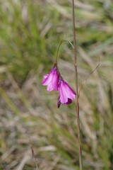 Dierama pendulum