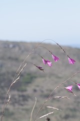 Dierama pendulum