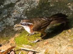 Pomatorhinus schisticeps