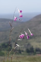 Dierama pendulum