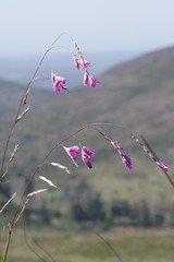 Dierama pendulum