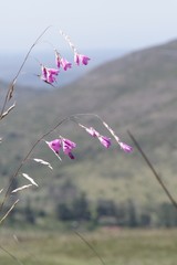 Dierama pendulum