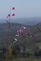 Dierama pendulum
