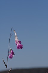 Dierama pendulum