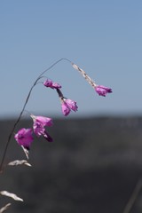 Dierama pendulum