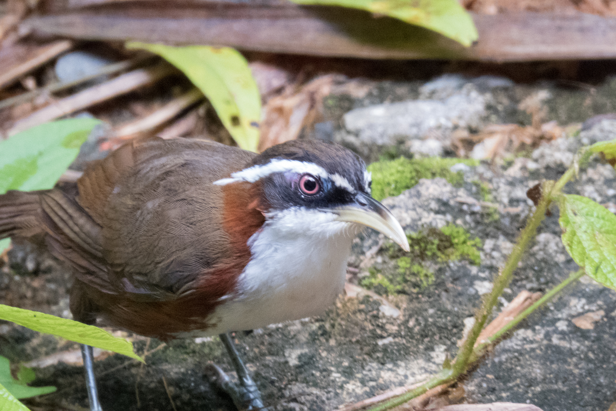 White-browed Scimitar Babbler