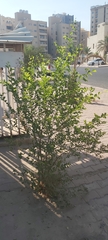 Ziziphus jujuba