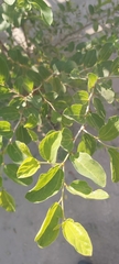 Ziziphus jujuba