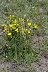 Bobartia macrocarpa