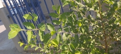 Ziziphus jujuba