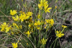 Bobartia macrocarpa