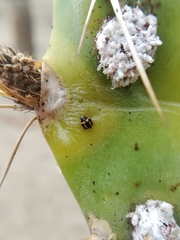 Hyperaspis trifurcata