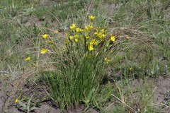 Bobartia macrocarpa