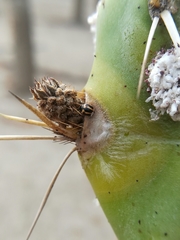 Hyperaspis trifurcata