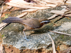 Pomatorhinus schisticeps