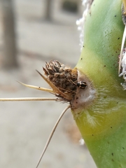 Hyperaspis trifurcata