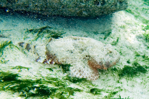 Spotted Scorpionfish
