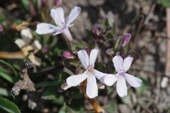 Dyschoriste setigera